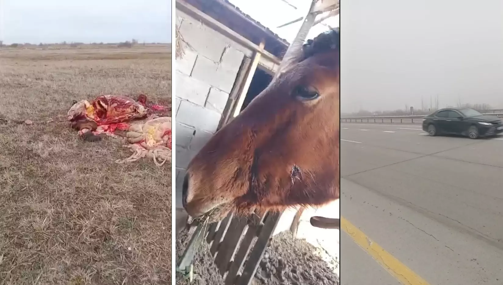 Алматы облысында ұрылар үйір жылқыны атып, сойып әкеткен (видео)