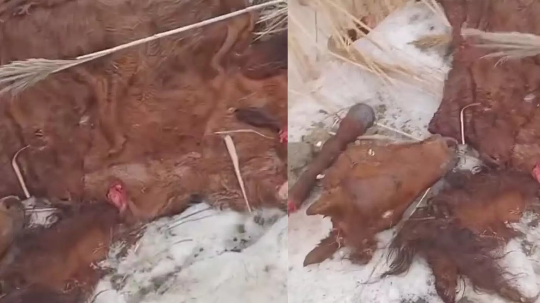 “Үйір жылқыны атып, далада сойып алған” - Алматы облысындағы сұмдық оқиға елді шошытты (ВИДЕО)