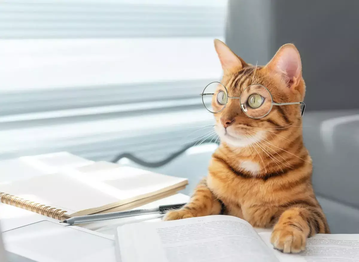 Кошки умнее, чем вы думаете: как питомец каждый день проверяет вас на интеллект - новости на Lada.kz 07.01.2026