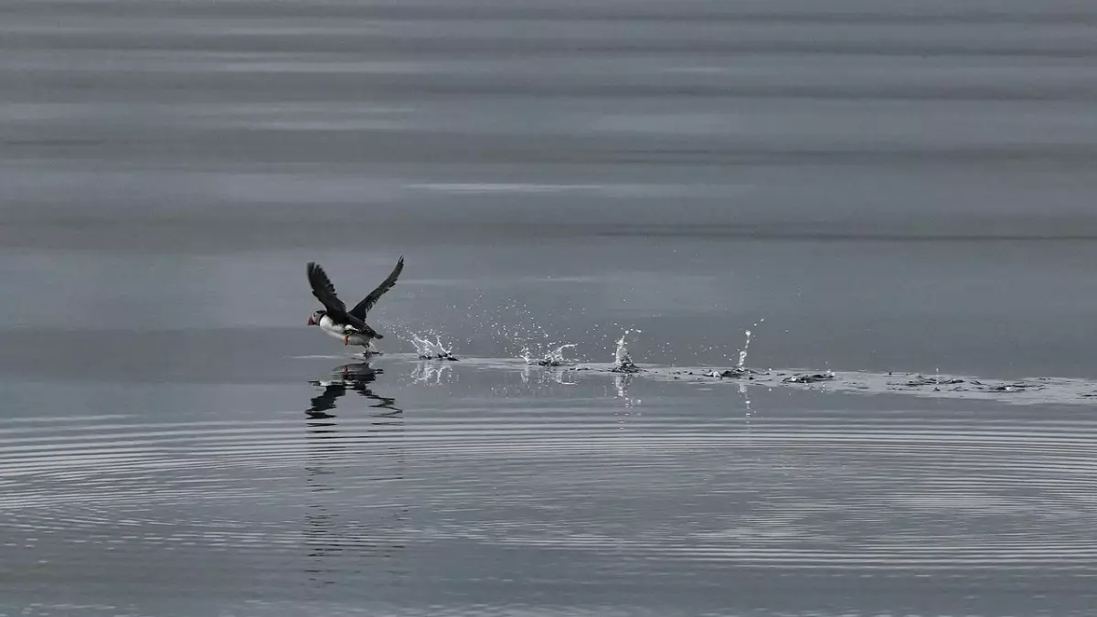 "Тазалық сақтаңыздар": полиция ақтаулықтарға үндеу жасады