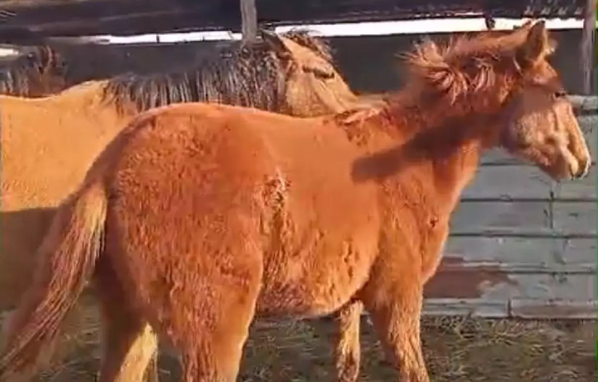 Алматы облысында екі үйір жылқыны атып, етін сойып алып кеткен