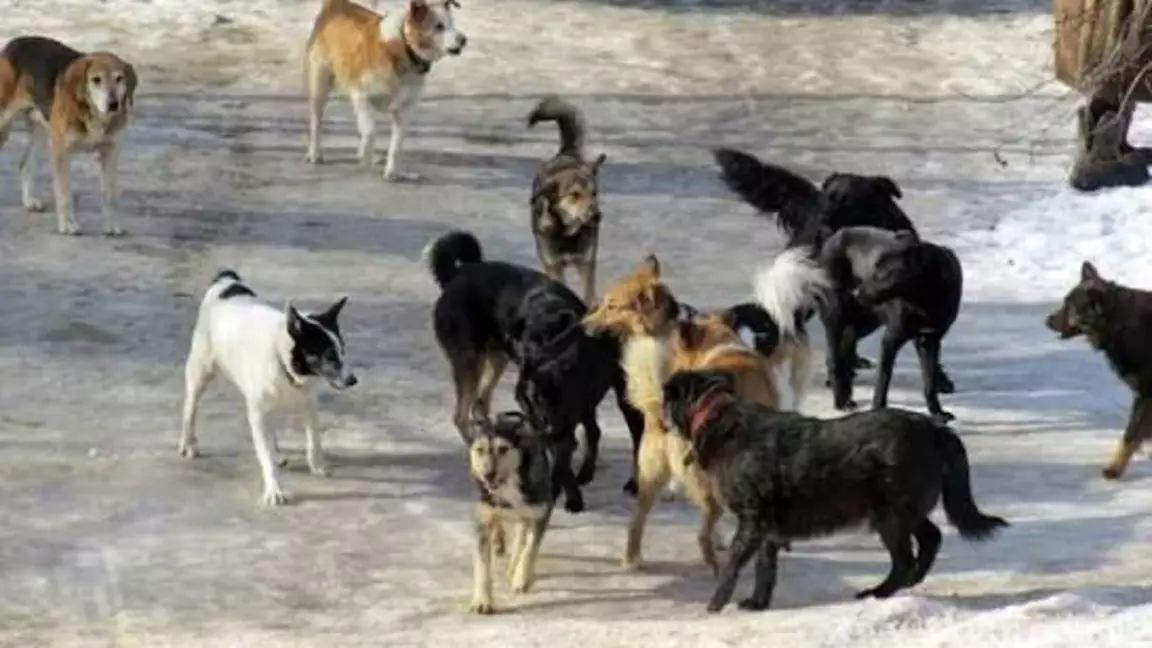 Қосшыда қаңғыбас иттер жұрттың мазасын алды