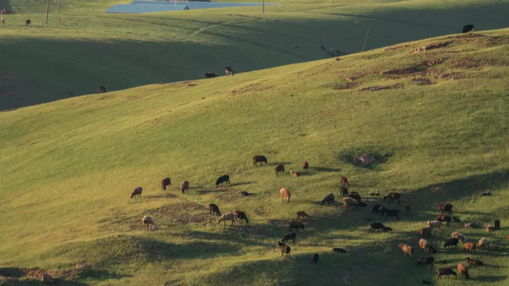 Ақмола облысында құны 82 миллион теңге болатын жер телімдері мемлекетке қайтарылды