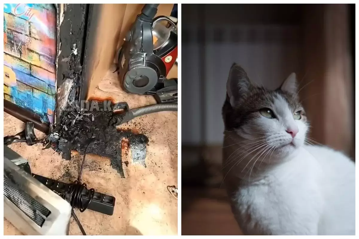 Ақтауда мысық әйел мен балаларды өрттен құтқарып қалды