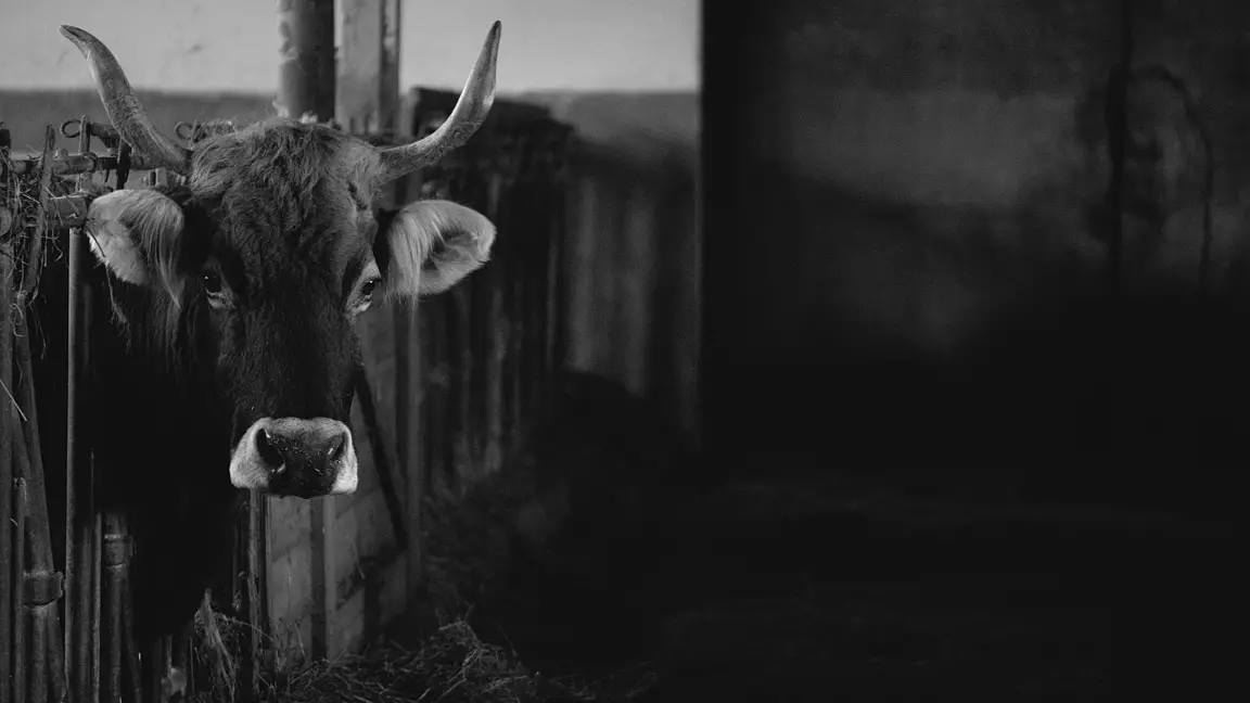 Сиыр етіне шектеу қойылды