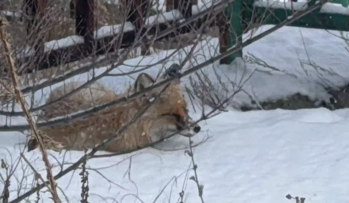 Лису заметили на территории Усть-Каменогорска