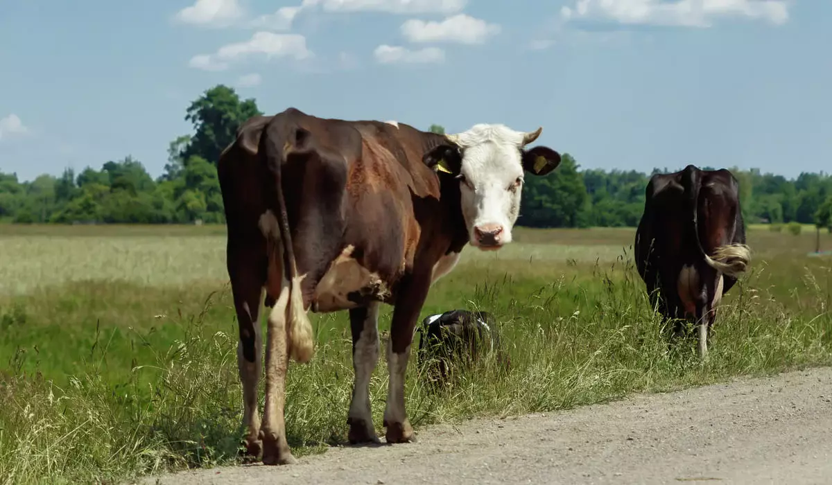 Тысячи голов «бумажного» скота: как сельхозсубсидии на 271 млн тенге украли в Туркестанской области