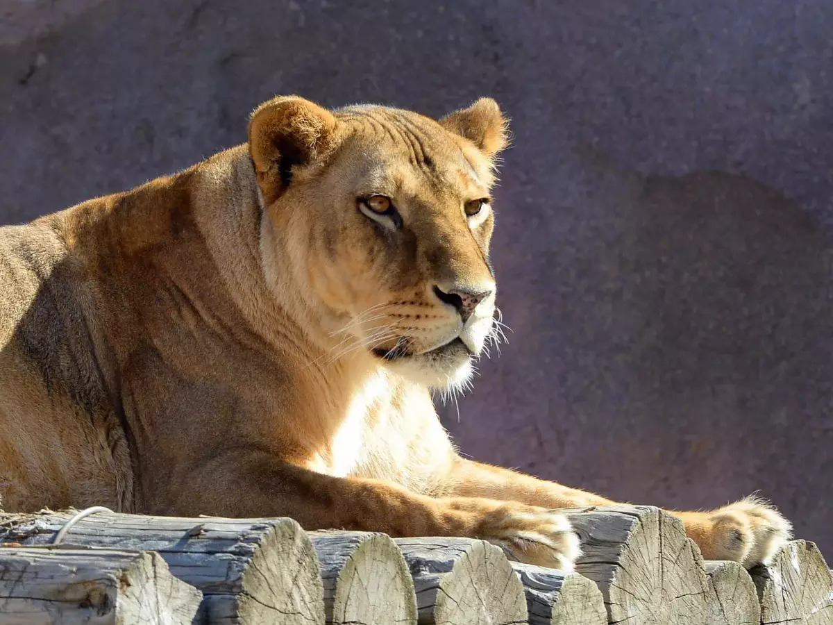 Алматинский зоопарк объявляет акцию по приёму использованных новогодних ёлок