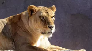 Алматы хайуанаттар бағы пайдаланылған табиғи жаңа жылдық шыршаларды қабылдау акциясын бастады