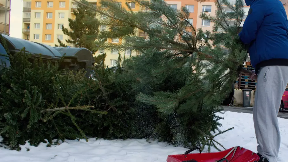Алматинцев попросили не выбрасывать новогодние ёлки