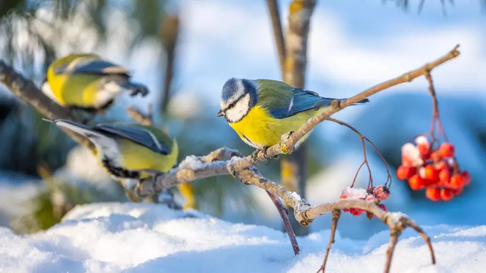 Из Астаны уходят морозы, в Алматы станет ещё теплее