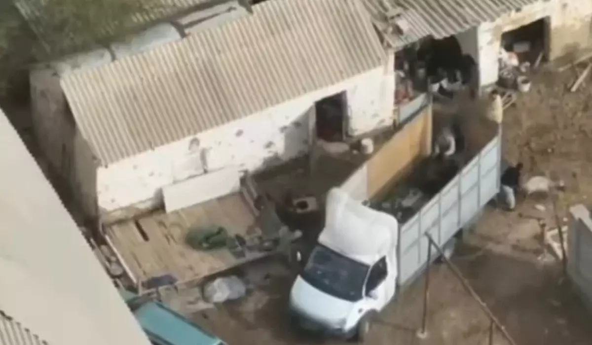 «Үш сиырды артып әкеткен»: Бәйдібек ауданында ағалы-інілі екі жігіттің ұрлығы дронға түсіп қалды (ВИДЕО)