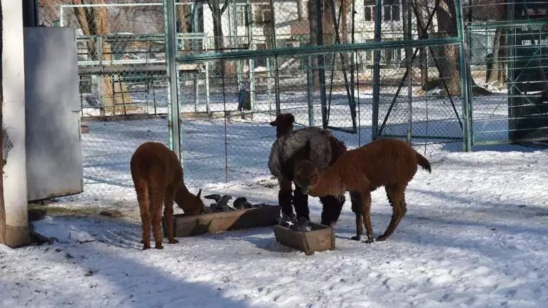Алматинский зоопарк призвал горожан приносить новогодние елки для животных