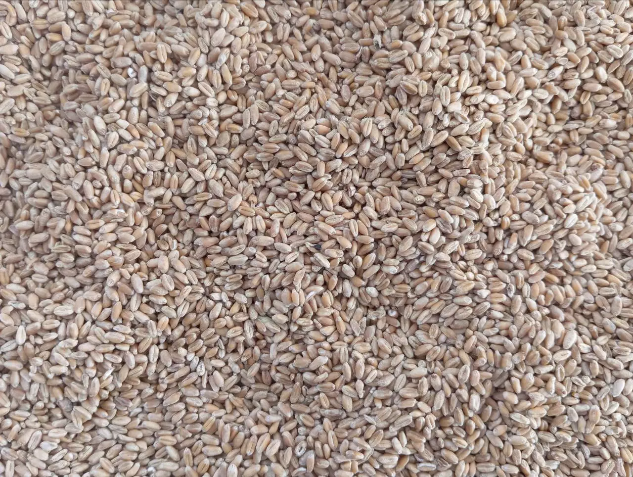 Казахстан стал основным покупателем оренбургского зерна.