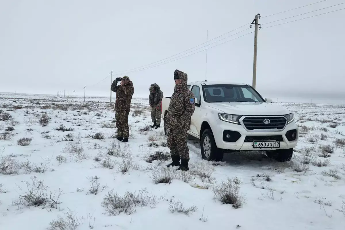 Мигрирующих в Мангистау сайгаков показали сотрудники природного парка  «Кызылсай» - новости на Lada.kz 08.01.2026