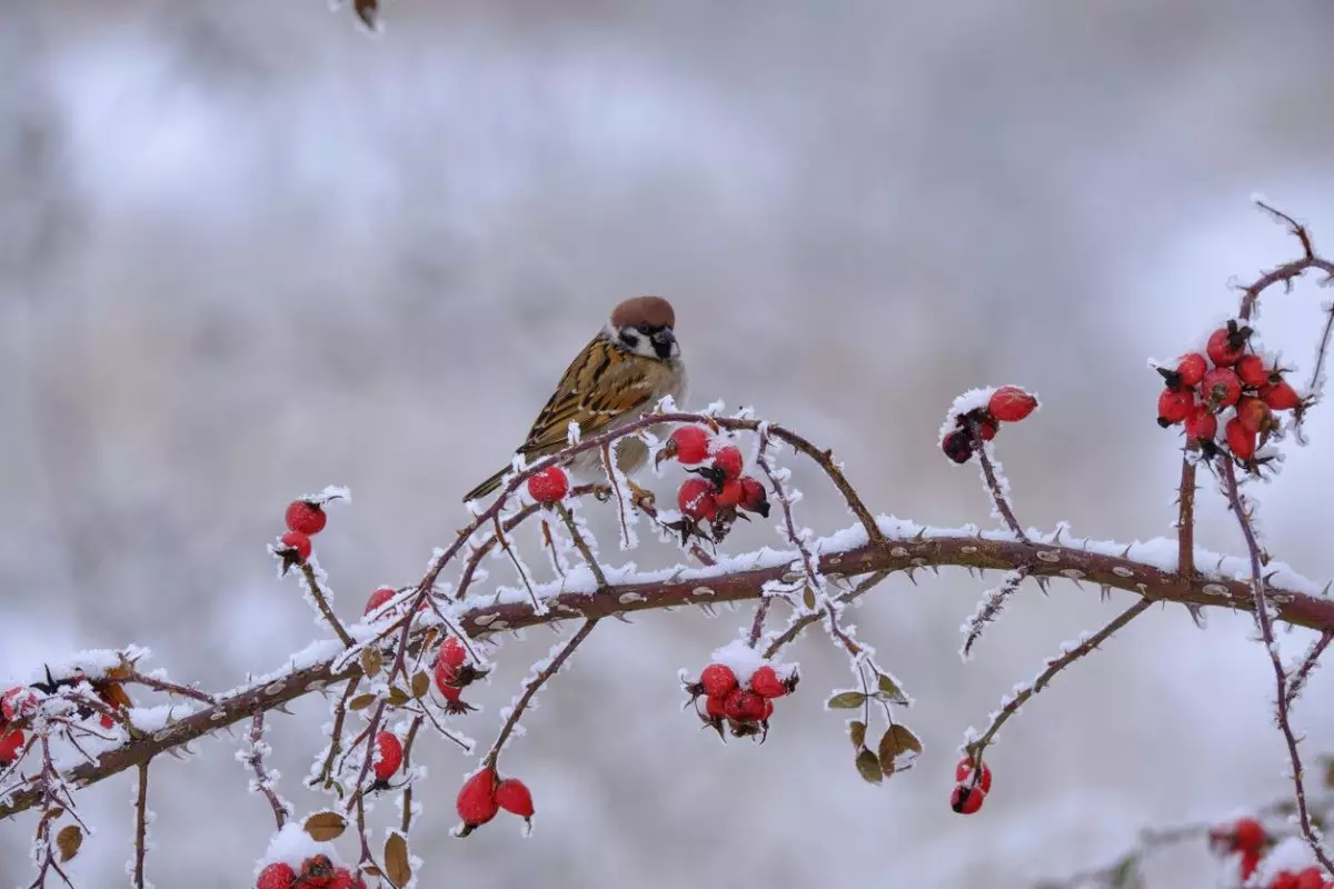Контрастная погода накроет Шымкент