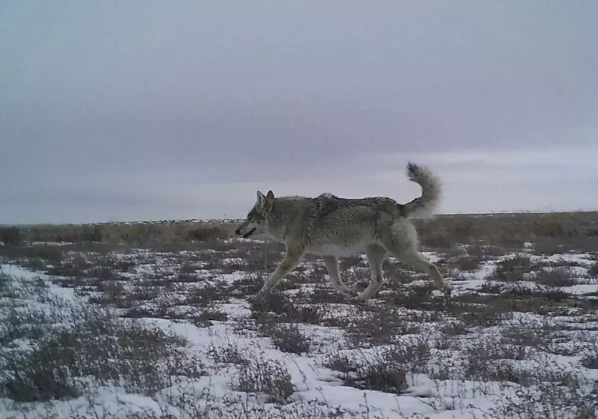 В Мангистау начат приём заявок на отстрел волков и шакалов - новости на Lada.kz 08.01.2026