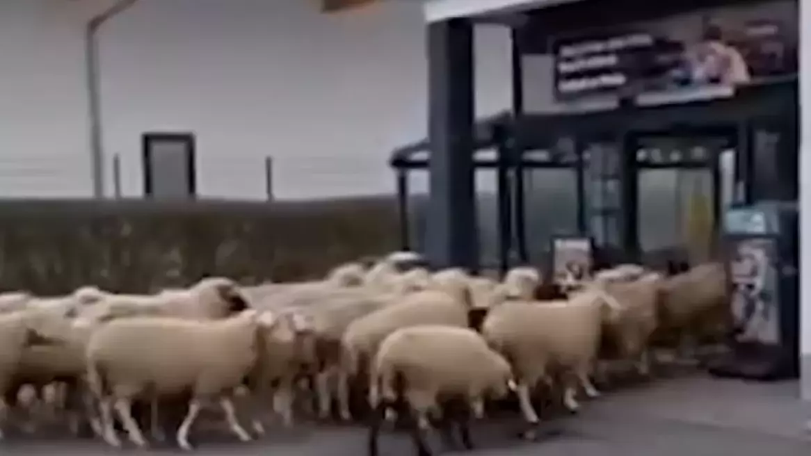 Қой базар: Германияда супермаркетке бір отар қой басып кірді