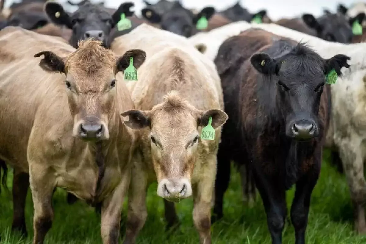 Подставил сельчан: как фермер присвоил скот на 50 млн тенге