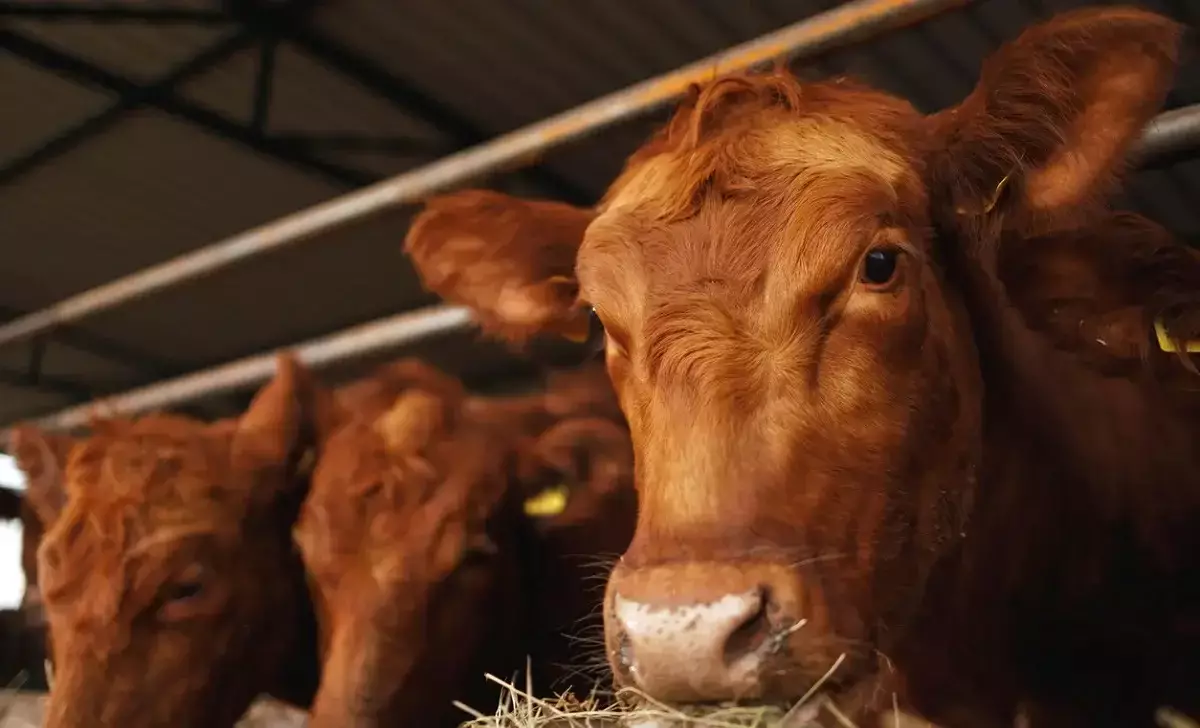 Ақмола облысында қожалықтың 526 бас малын байқатпай сатып жіберген бақташыға іздеу жарияланды