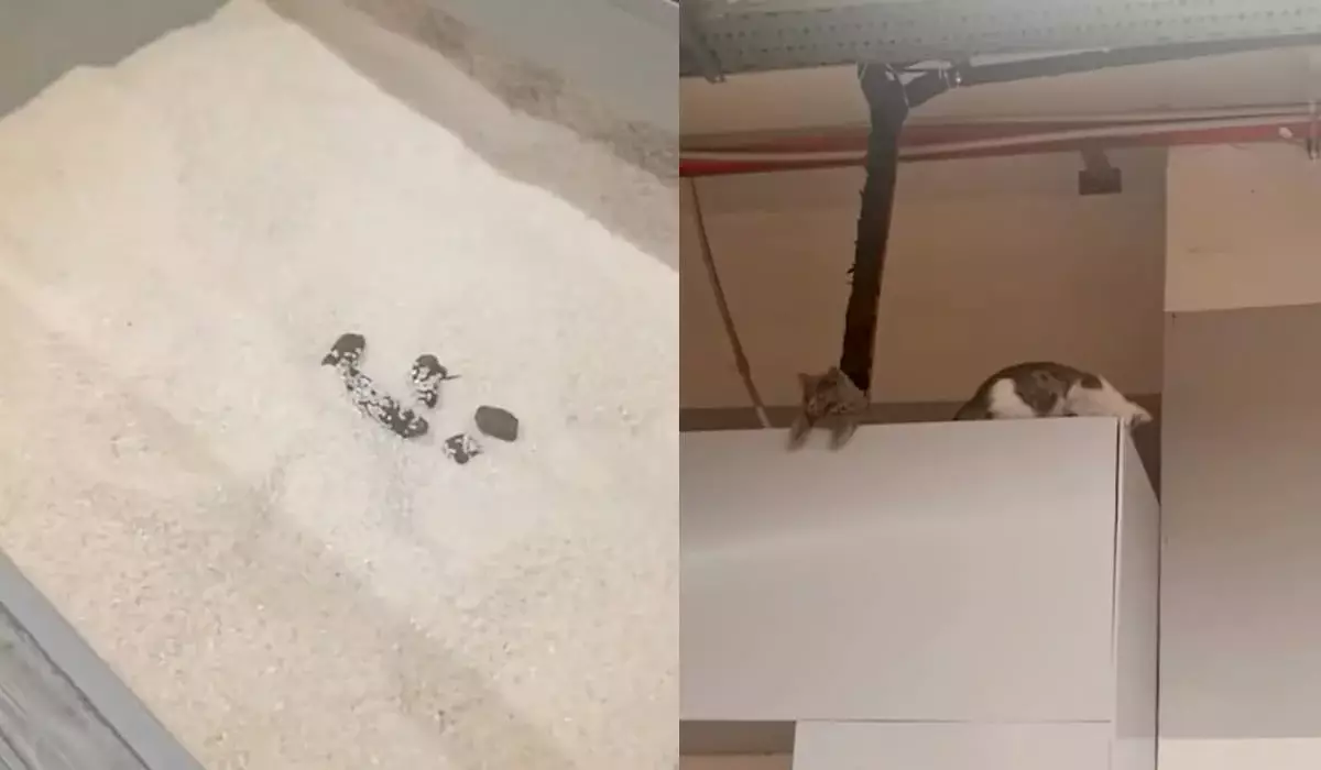 Покупательницу шокировало содержимое контейнера с рисом в магазине Magnum (ВИДЕО)