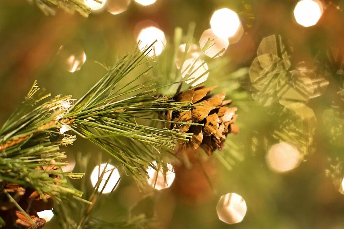 Поджигателю елки вынесли приговор в Темиртау