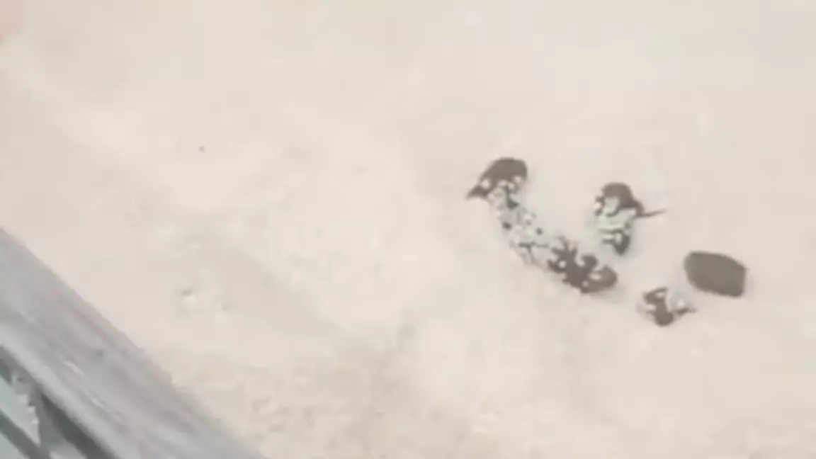 Magnum-дағы былық: күріш салынған контейнерден мысықтың нәжісі байқалды