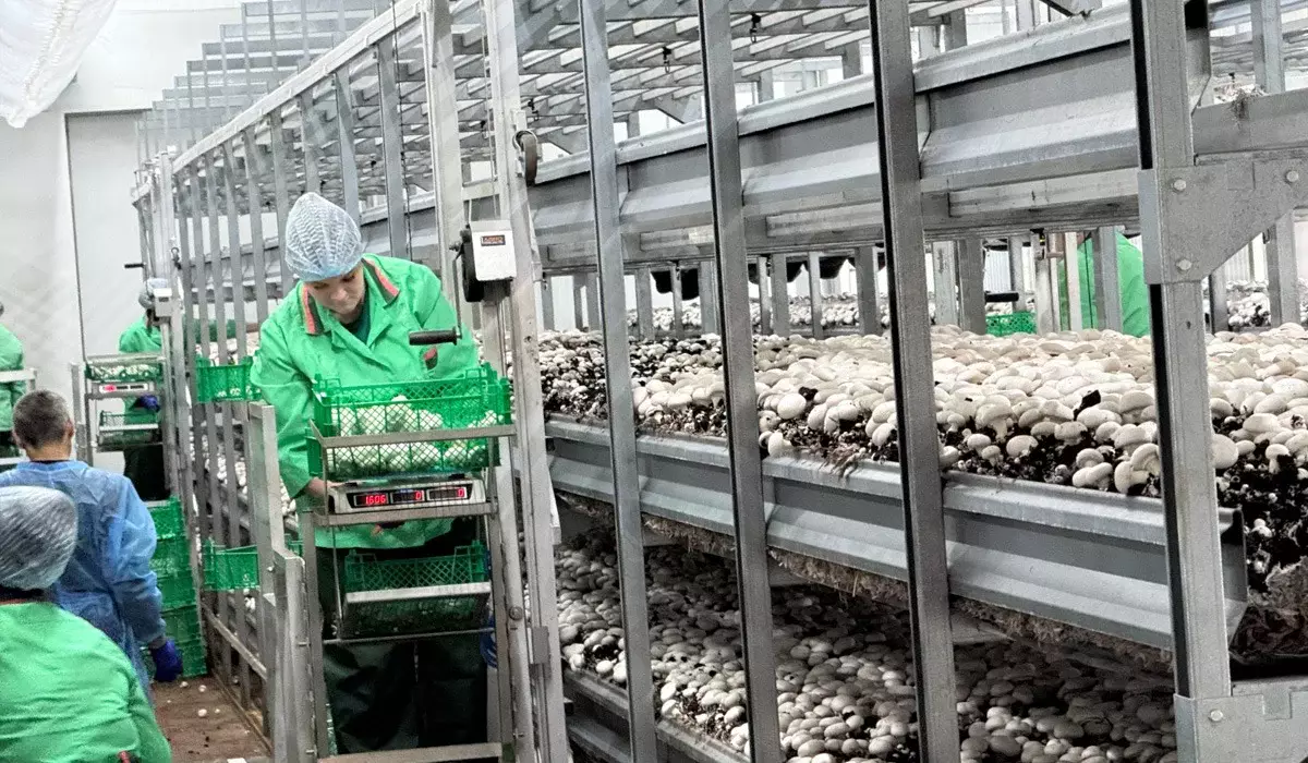 Депутаты Мажилиса оценили опыт грибной фермы в Петропавловске