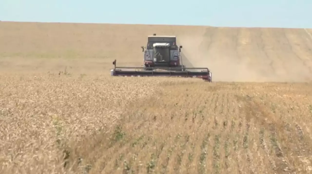 Субсидии с задержкой: выявлены нарушения в работе Продкорпорации