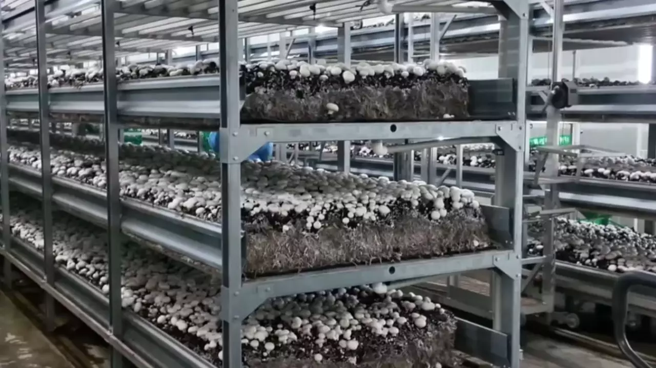 СКО снижает импорт грибной продукции