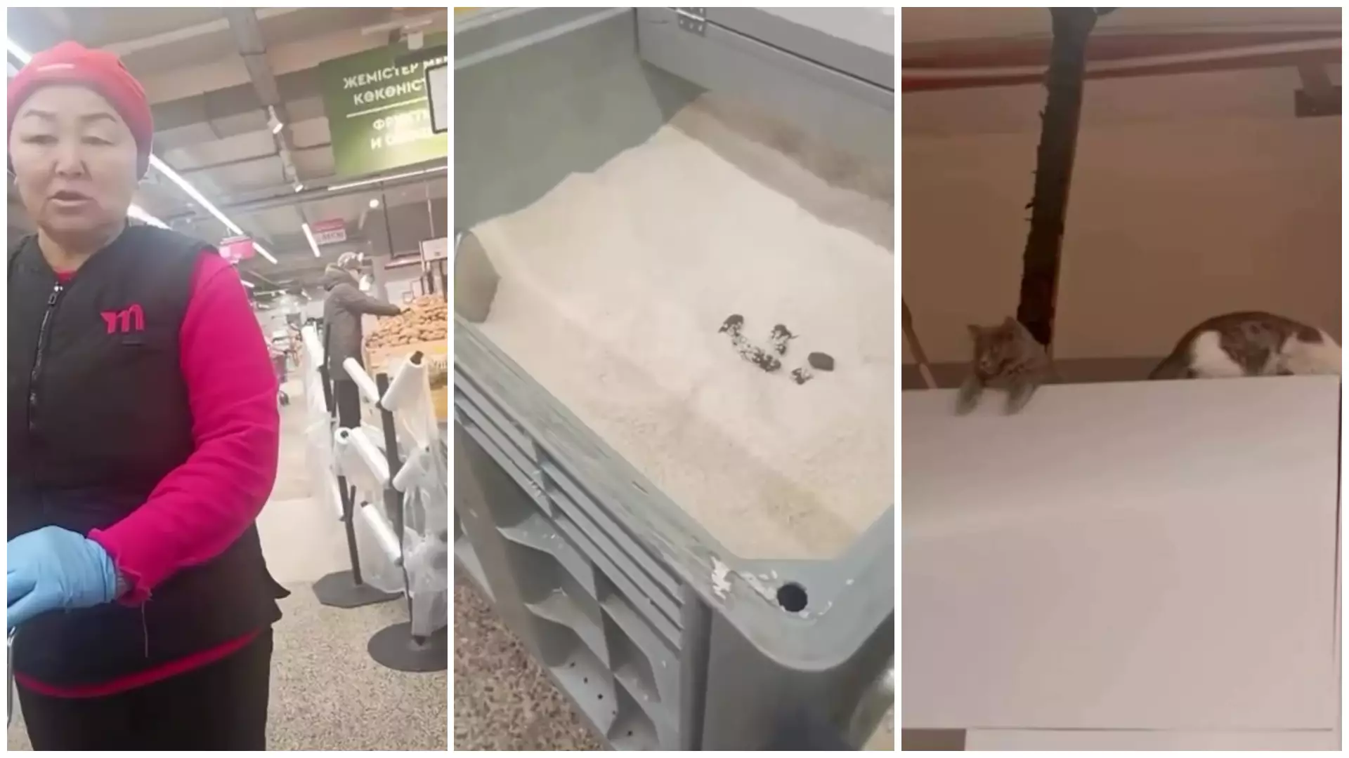 Шымкенттегі «Magnum» дүкеніндегі күріш контейнерінен мысықтың нәжісі табылды