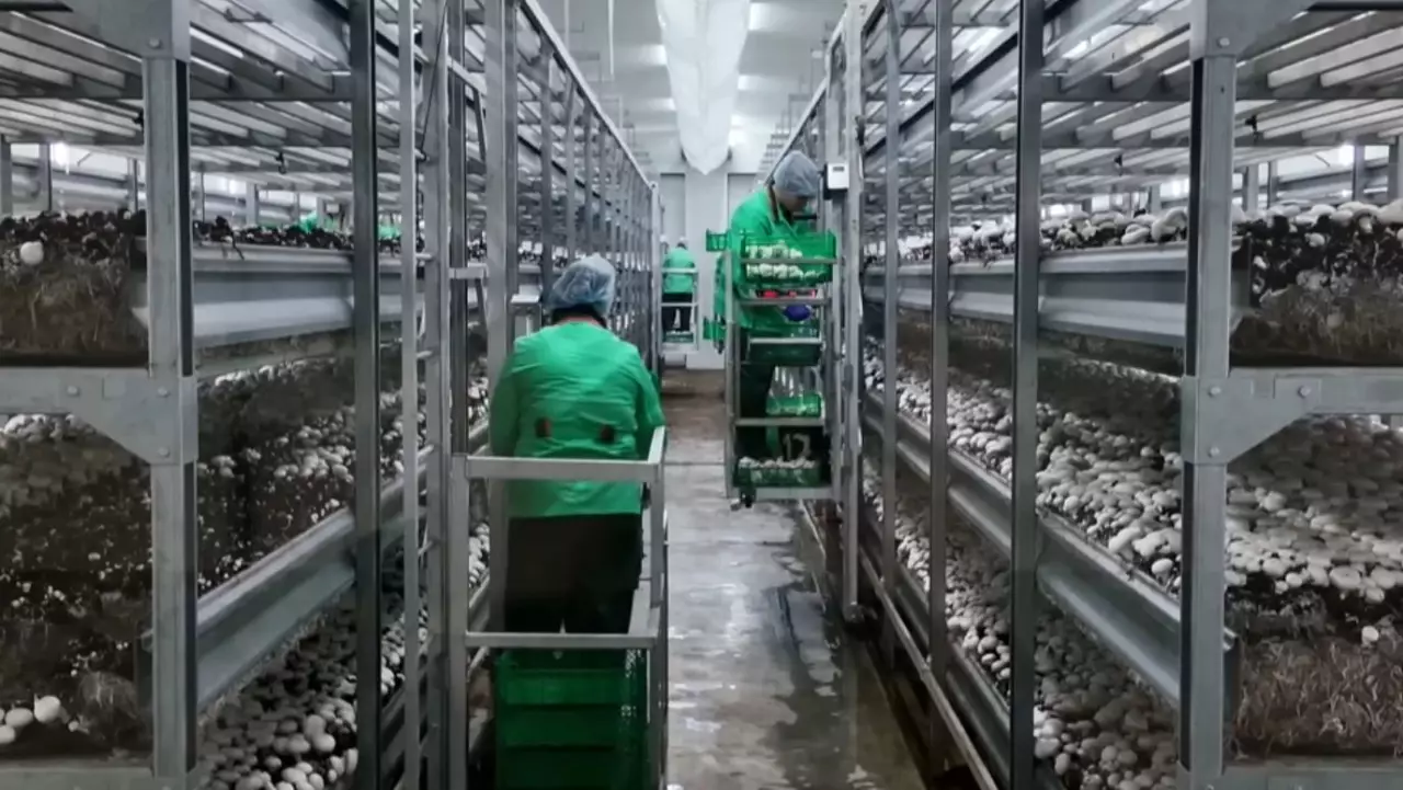 Петропавлда саңырауқұлақ өндірісі артты