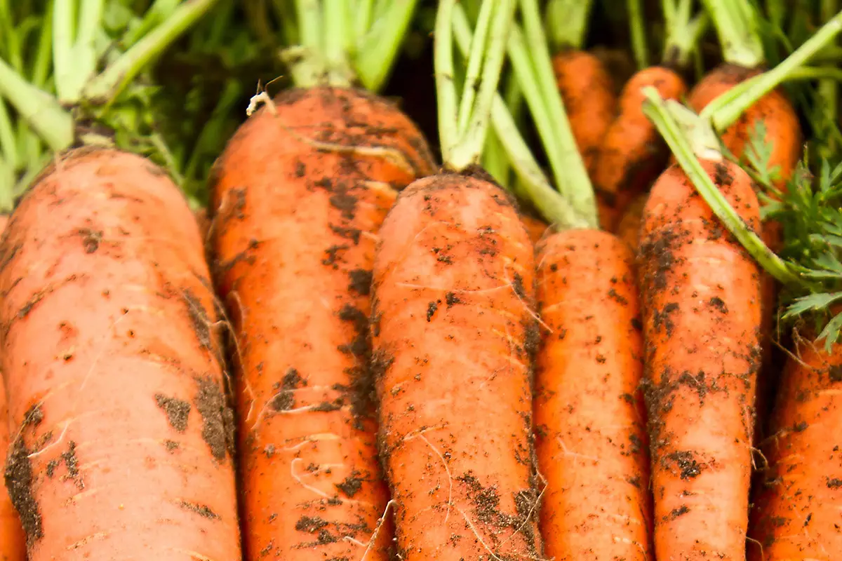 Казахстан вводит запрет на экспорт моркови после резкого роста поставок