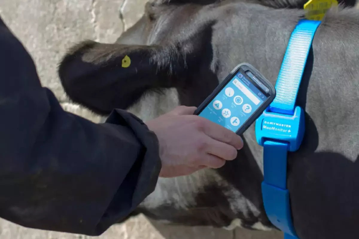 Скот без сигнала: что происходит с GPS-трекерами в Атырауской области