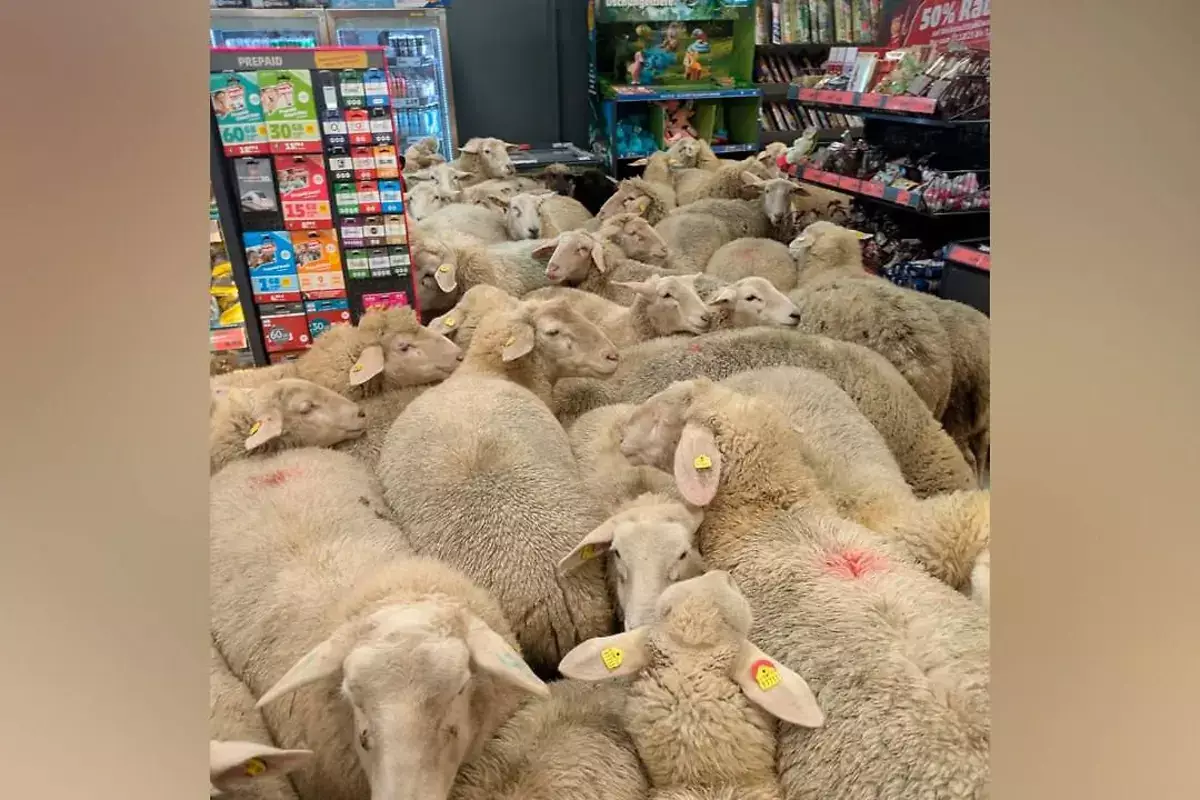 Полсотни голодных овец захватили супермаркет в Германии (видео) - новости на Lada.kz 09.01.2026