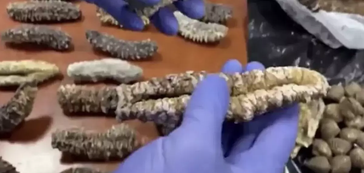 В ресторане гостям подавали уличных голубей вместо уток