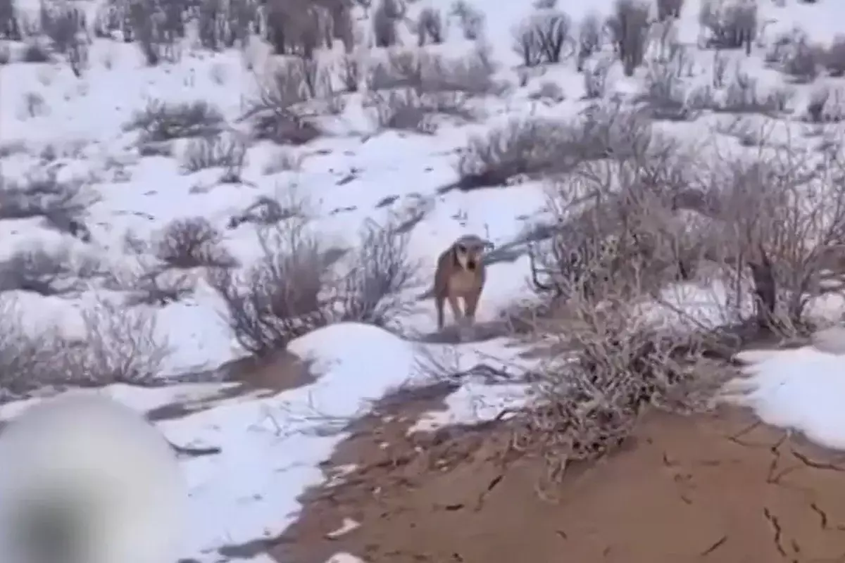 Пропавшую во время охоты собаку месяц искал в степи житель Жетысу