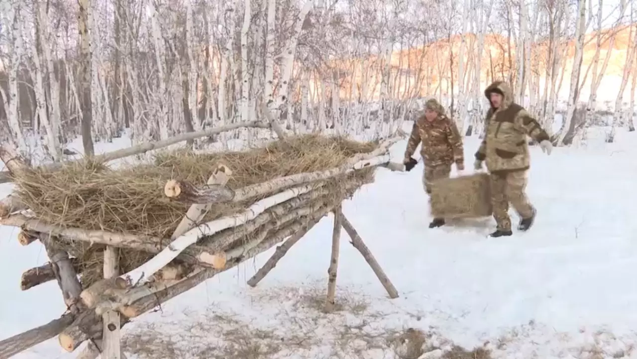 Ұлытауда жабайы жануарларға азық дайындалды