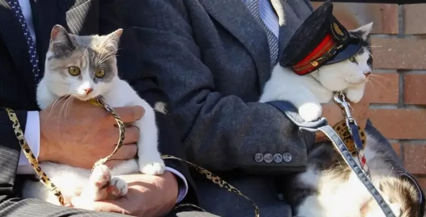 Жапонияда мысық басшы болып тағайындалды