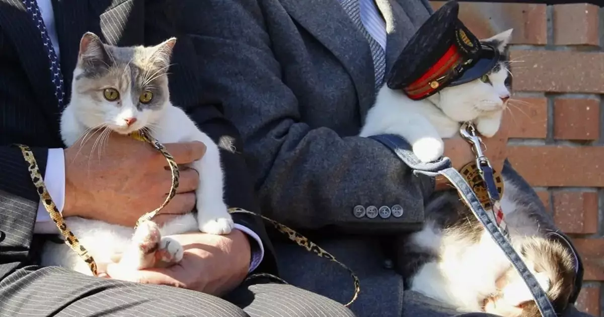  Күтпеген жаңалық: Жапонияда енді теміржол станциясын мысық басқарады (ВИДЕО) 