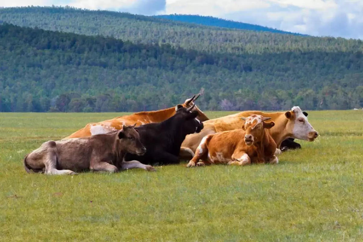 Трех коров убило током в степи: суд обязал выплатить компенсацию