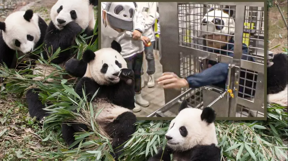Японский зоопарк заменил панд на людей в их костюмах