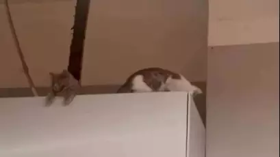 "Ақ күрішке араласып шыққан". Қазақстандағы Magnum дүкеніндегі тауарлардан мысықтың нәжісі табылды (ВИДЕО)