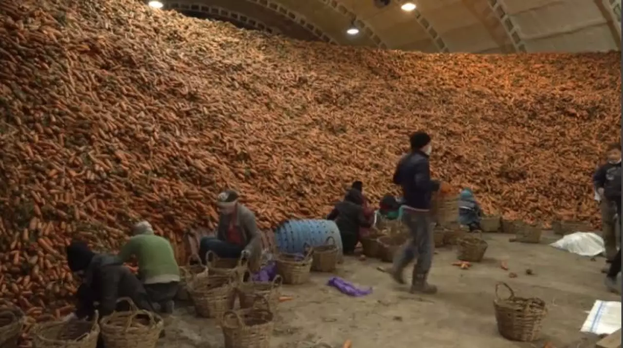 Минсельхоз предлагает ограничить вывоз овощей