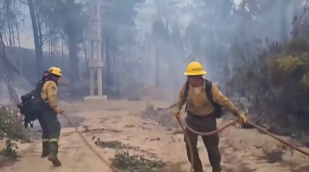 Аргентинада төрт мың гектар орман өртенді