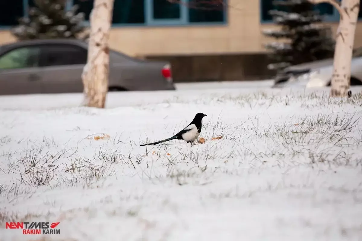 Прогноз погоды в Казахстане на 11 января
