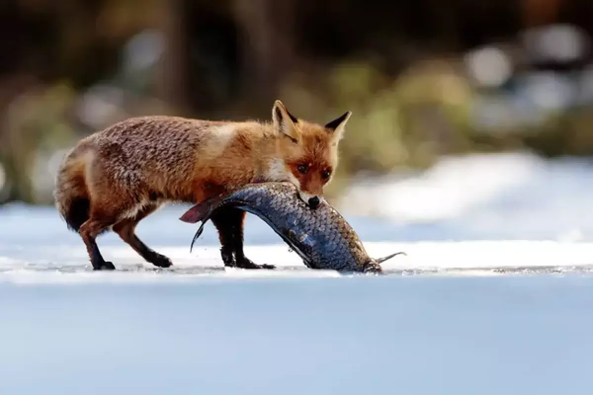 Лиса попыталась украсть улов у рыбаков под Астаной (видео)