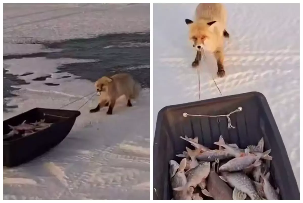 Желіде Астана маңында балықшылардың олжасы салынған арбаны ұрламақ болған түлкі жұртты күлдірді