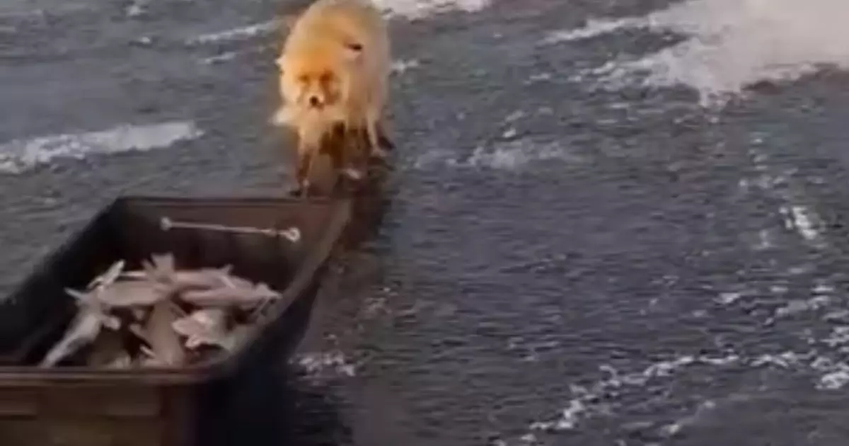  Астана маңында балықшылардың олжасына көз тіккен түлкі желі қолданушыларын күлдірді 