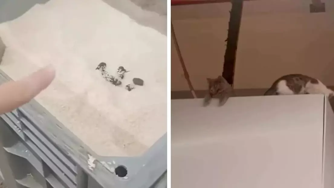 Шымкенттегі Magnum дүкенінде күріштен мысықтың нәжісі табылды